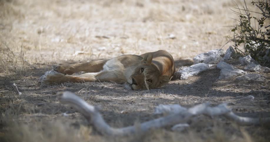 Lioness laying in the shade