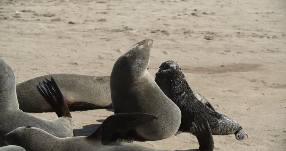 Seals playing in the sand