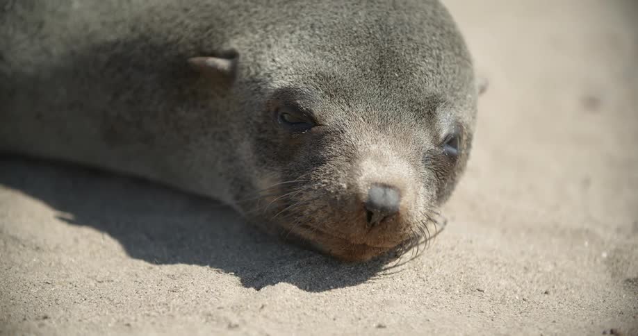 Sea lion sun bathing