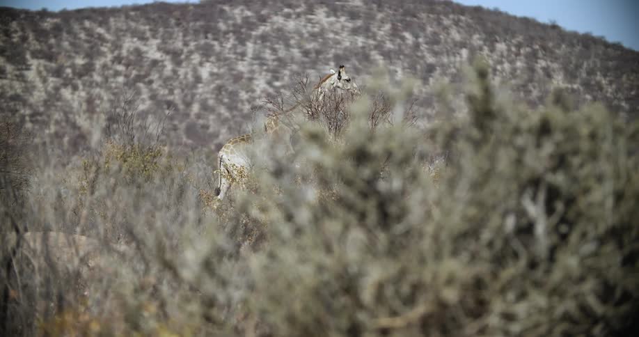 A giraffe walks across a shrub covered plain