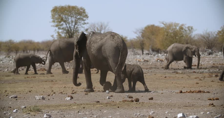 Elephants walks across dirt in the wilderness