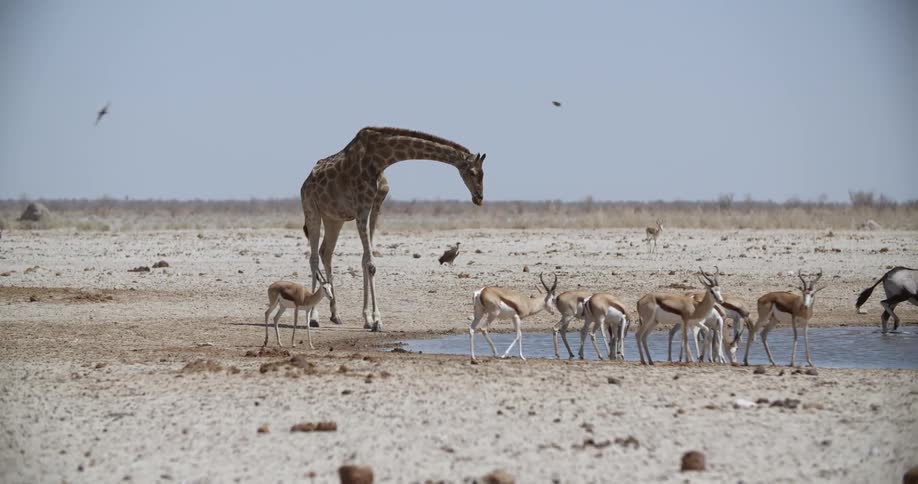 Various african animals move around a pond to drink from