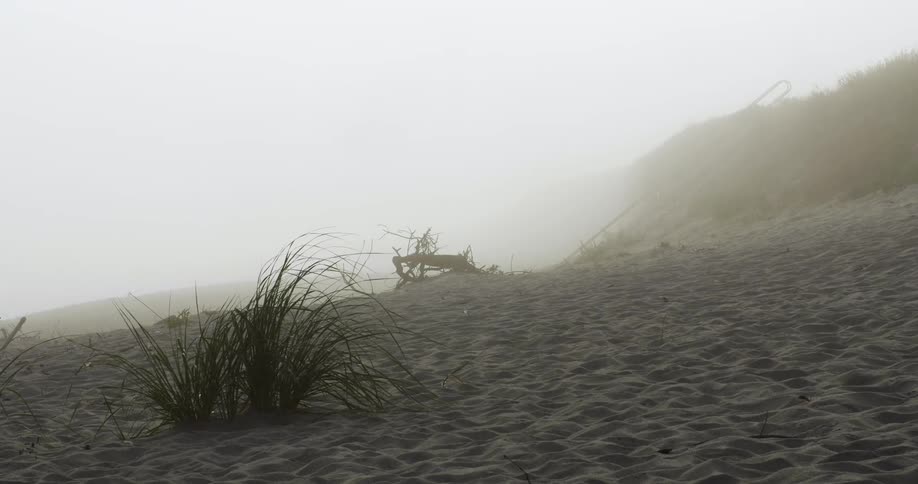 Wind blows through grass on a misty beach