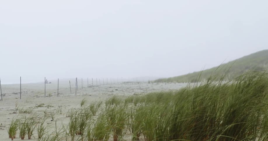 A sandy beach with grass with a person and a dog in the distance