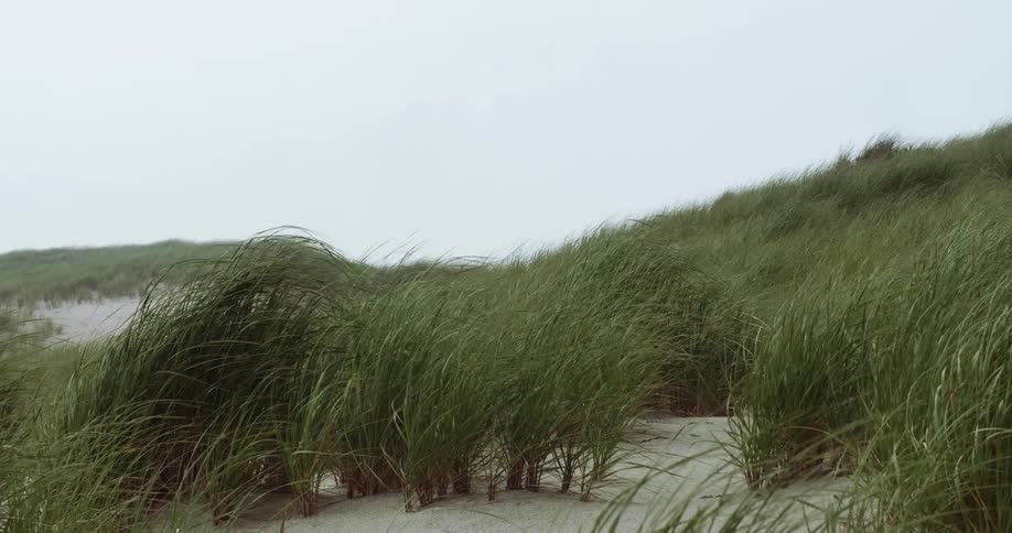 Grass along the beach blowing in the wind