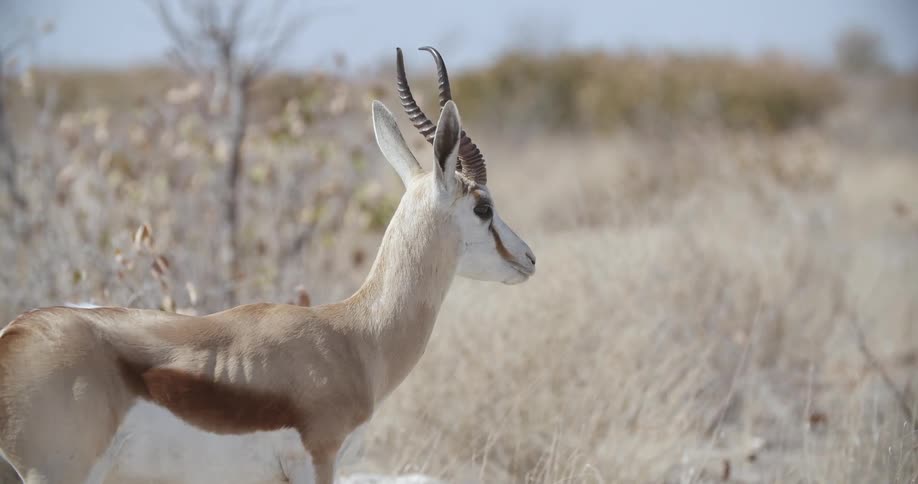 A gazelle chewing grass while standing on the savanna during the day