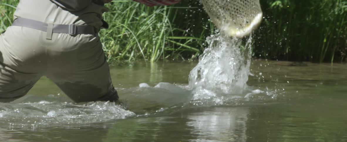 A fisherman in waders scoops up a fish with a net