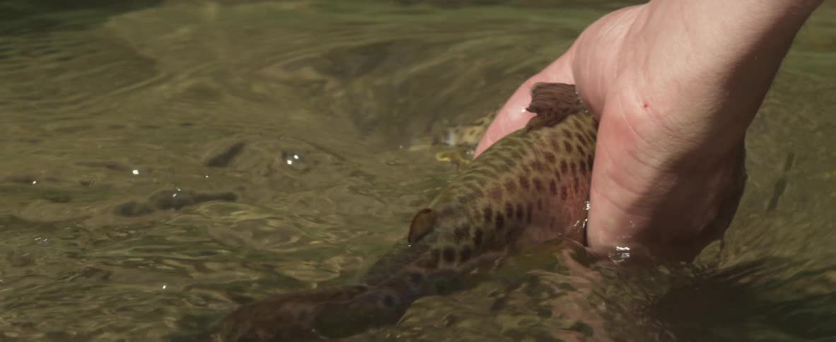 A person holding a live fish in their hands
