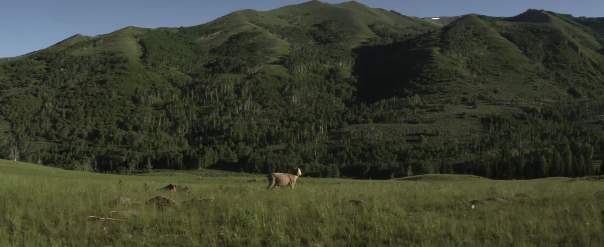 A ram walking through the grass