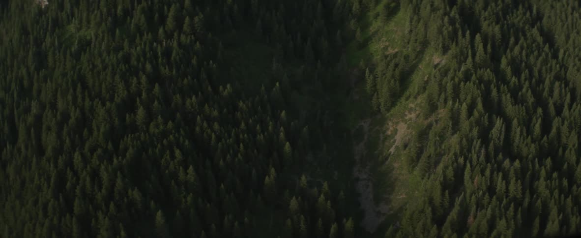 Tall trees ascend out of a cliff hillside