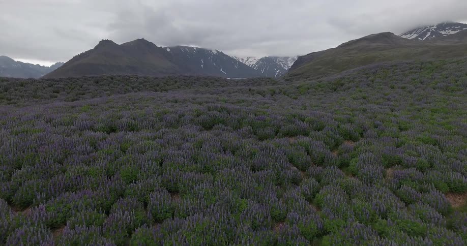 An aerial view of flying over a field of flowering plant toward snow capped mountains