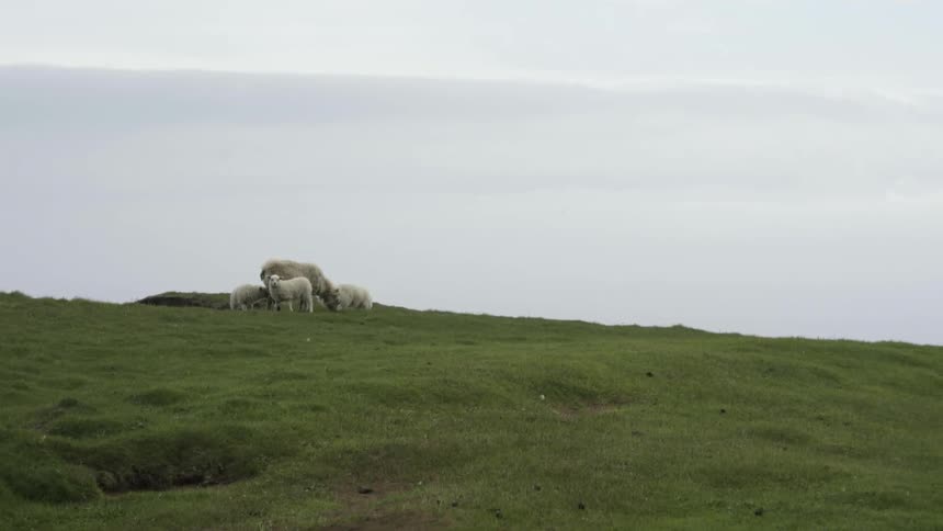 Sheep are standing on a hill of grass on a cloudy day
