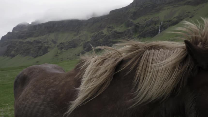 A horse is standing on a windy hillside
