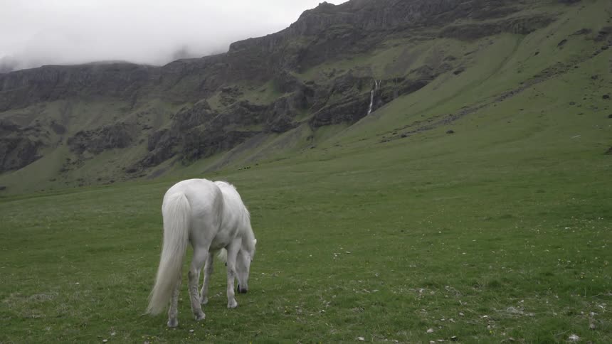 White horse eating grass on a hill