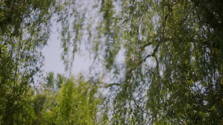 Willow branches wave in the breeze during clear sunny day