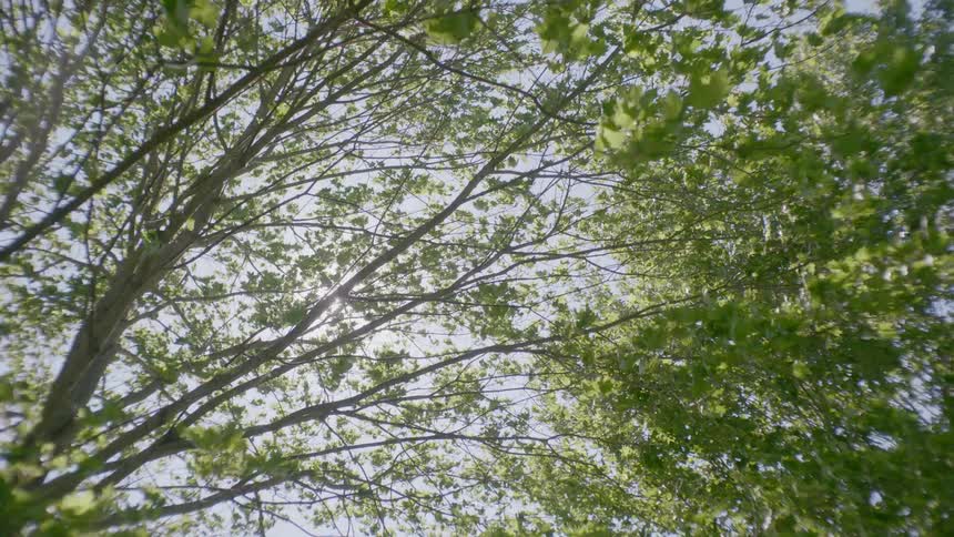 Large tree blowing in the wind and sunlight filters through branches