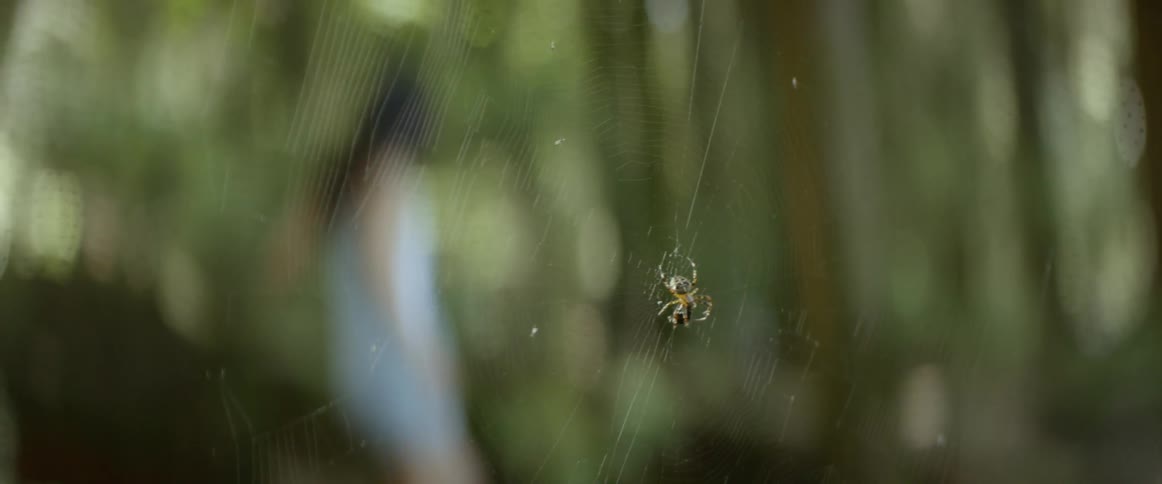 A small spider sitting in a large web