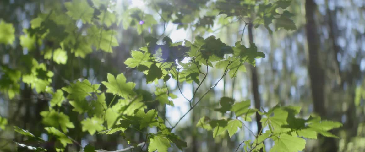 The sun shines on the leaves in the forest