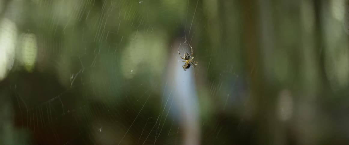 A spider crawls on its web as a white woman passes by in the background
