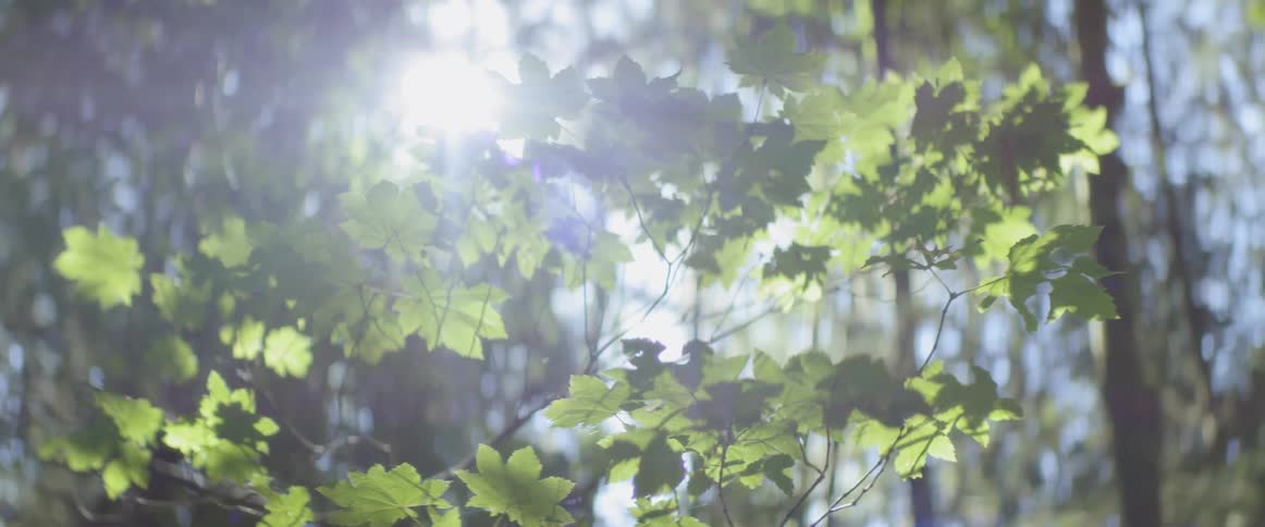Sun shines through trees in the woods