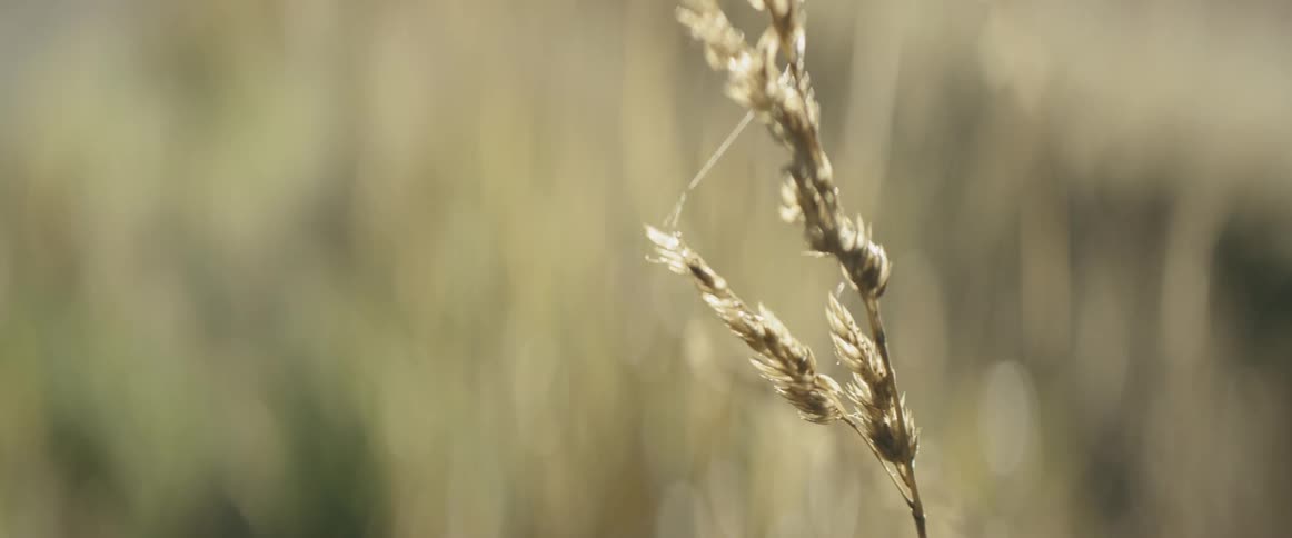 A close up of a grass in the field