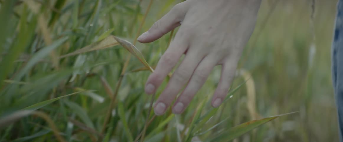 Someone walks through the tall grass