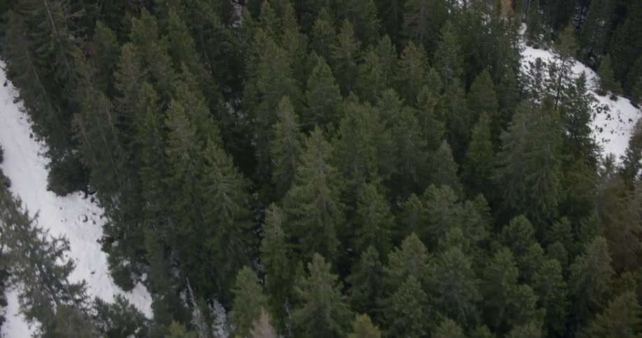 An aerial view of a fir forest