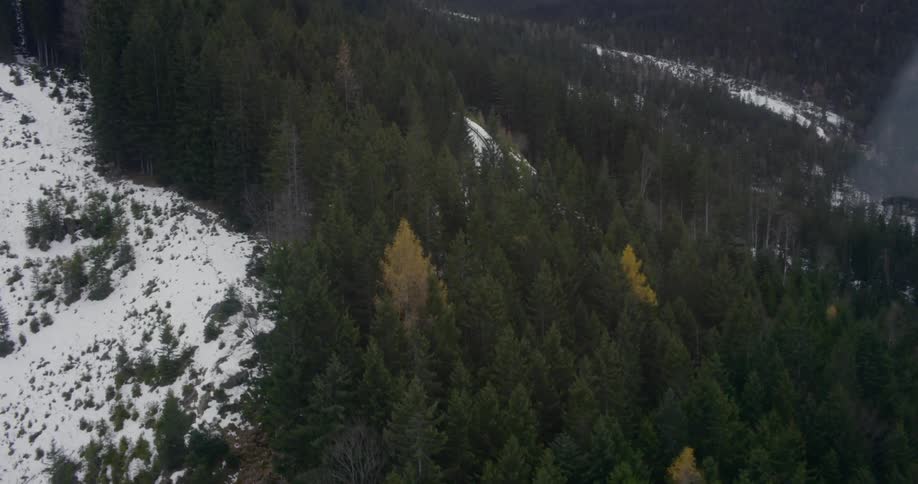 Fir trees grow along the slope of a mountain