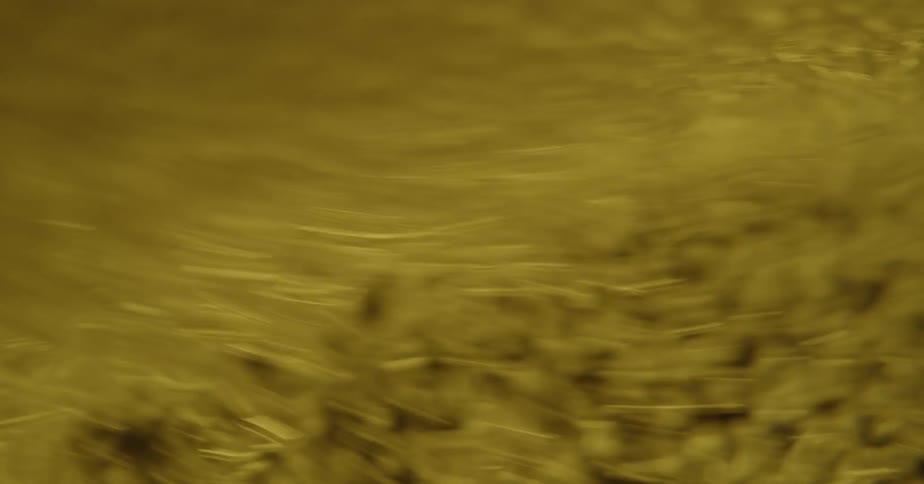 Small bubbles in an amber beverage rise and form a foamy layer near the surface