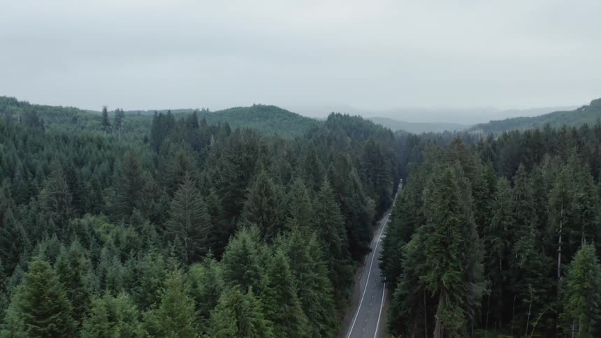 A vehicle drives along a narrow two lane road that runs through a very dense green forest