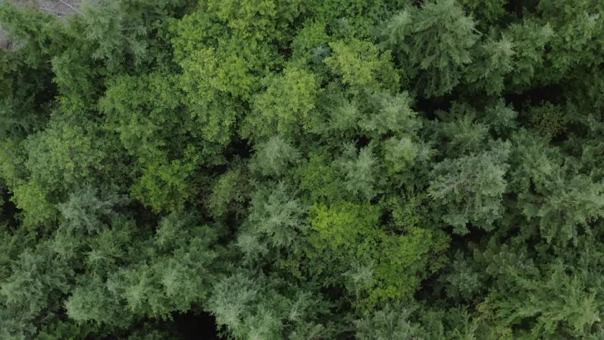 A dense forest full of trees
