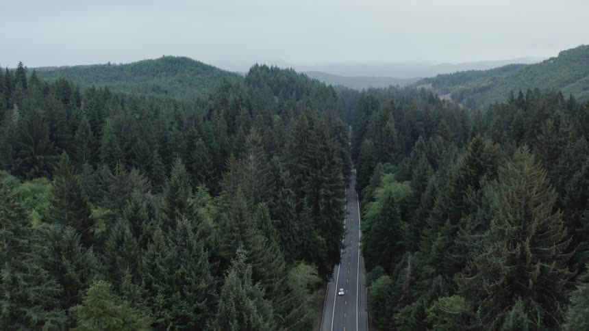 The cars travel on the road past the dense forest