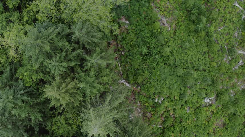 The forest below is dense