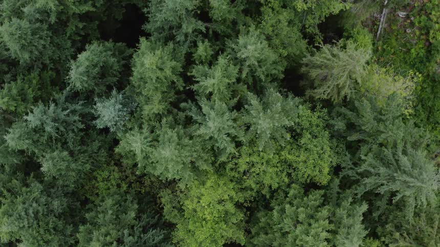 Birds eye view of the top of trees