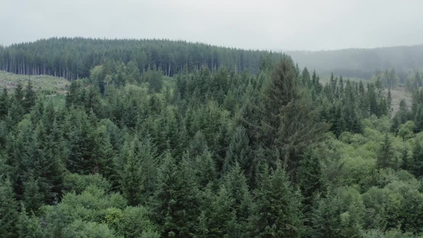 Trees in the forest sit under the cloudy sky
