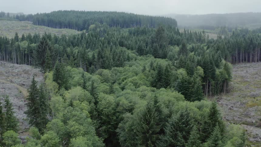 A forest of trees surrounded by land destroyed by floods
