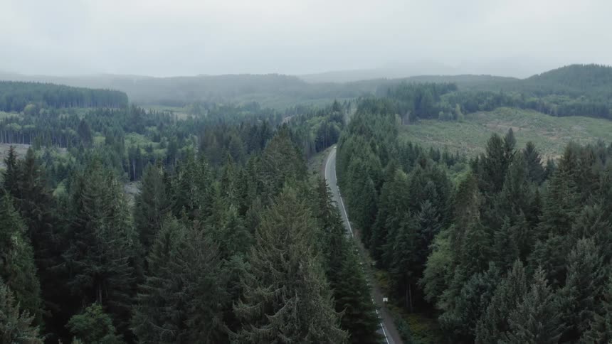 An aerial view of a fir forest