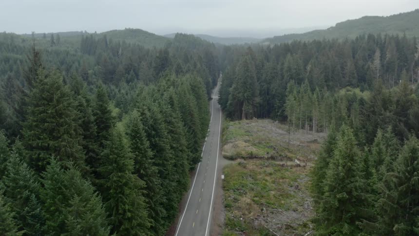 A road is going through a forest area