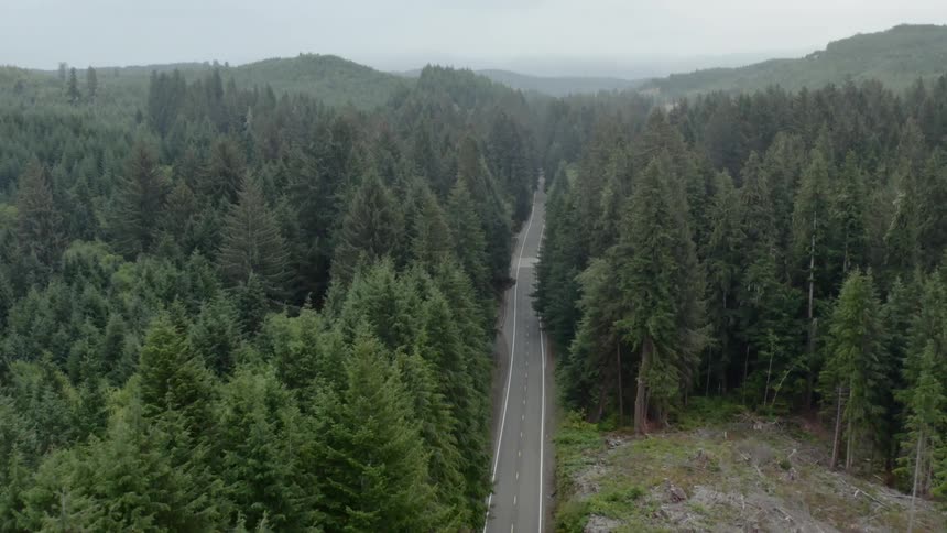 A two lane road running through a heavily treed forest