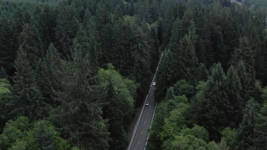 A road through a forest of tall trees