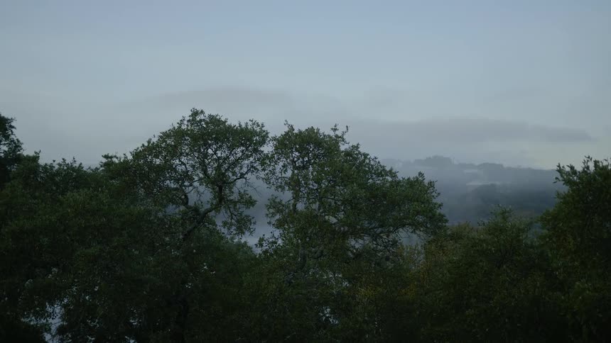A scenery of a misty forest