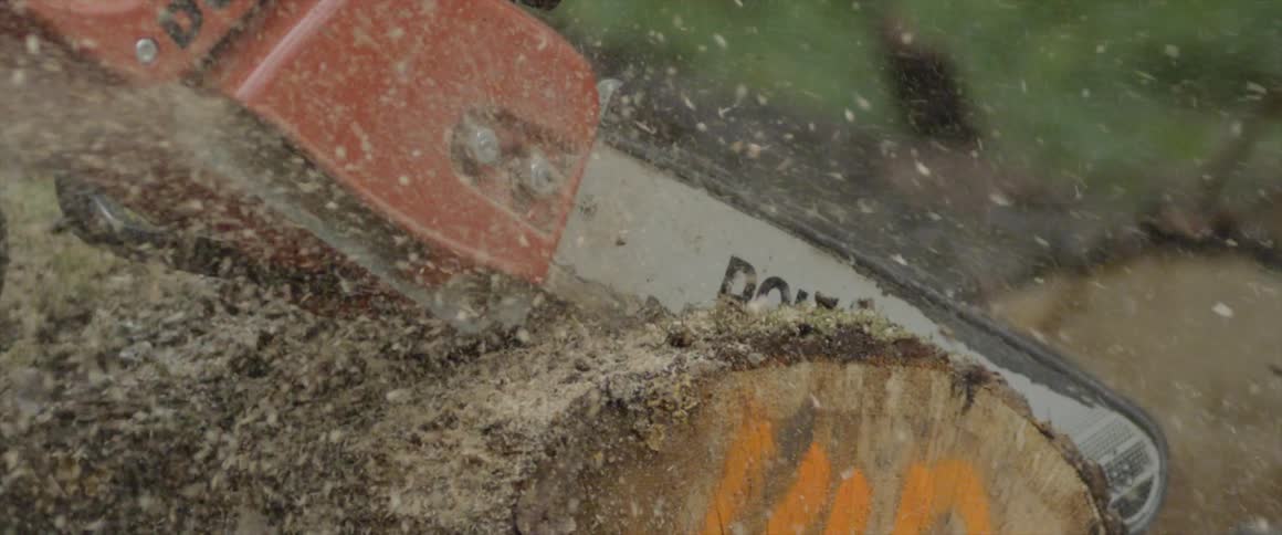 A chainsaw cutting a tree trunk