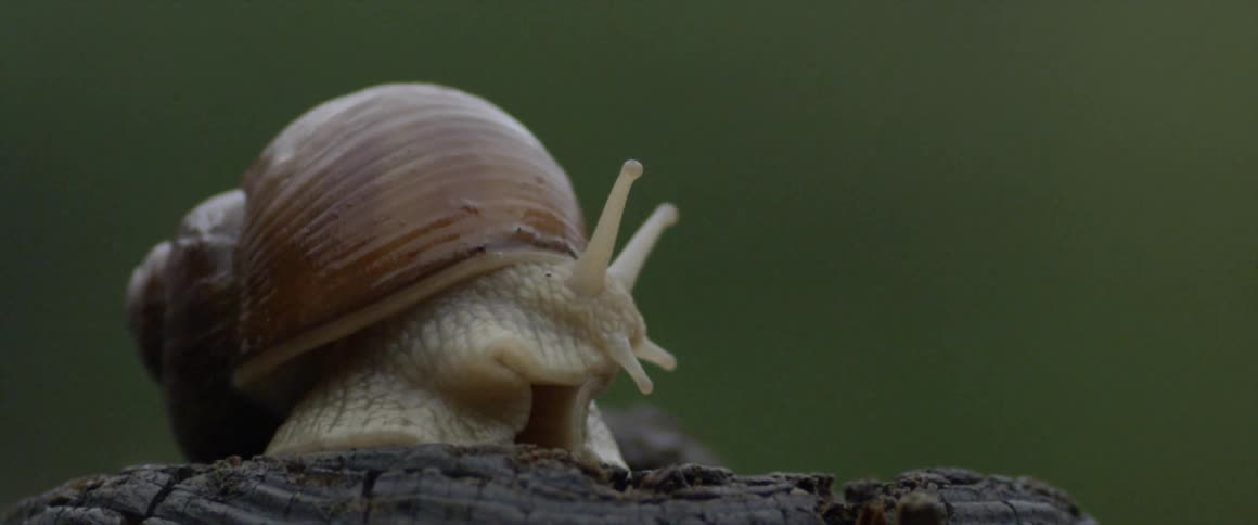 A close up view of a snail