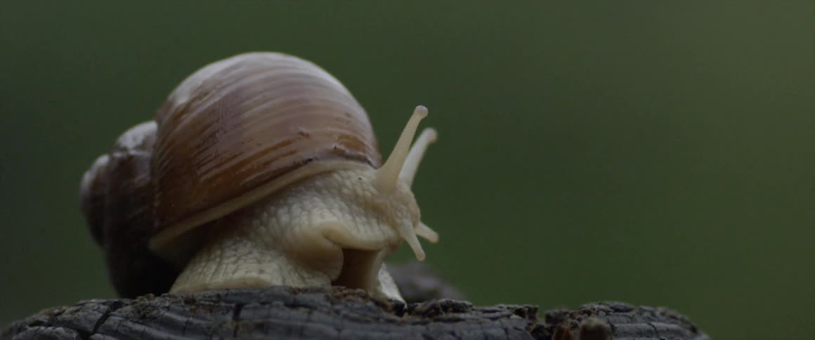 A close up view of a snail