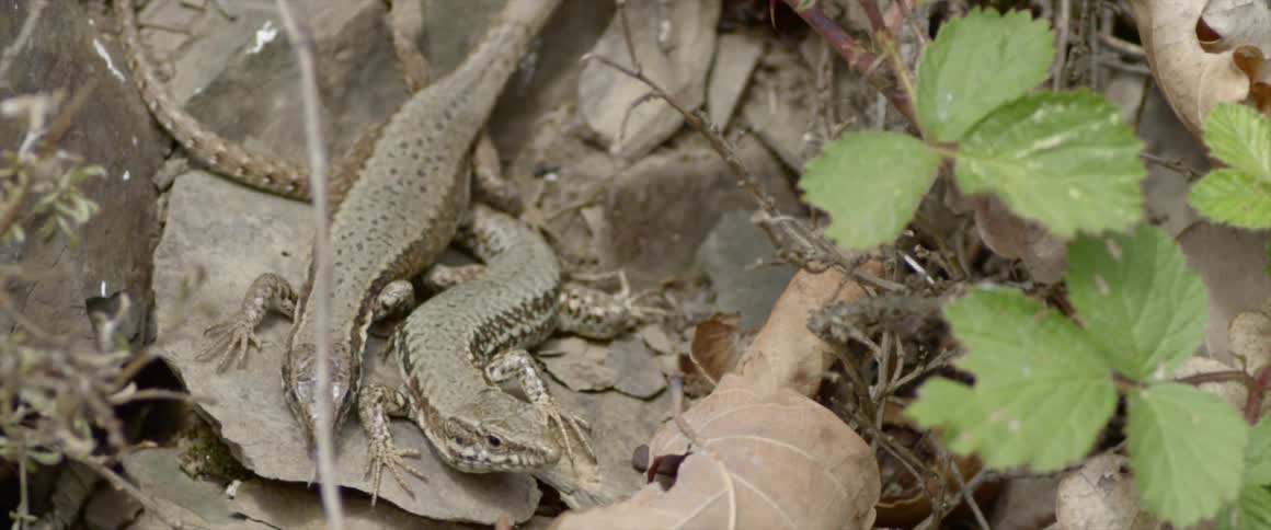 Two reptiles are crawling on the ground outside