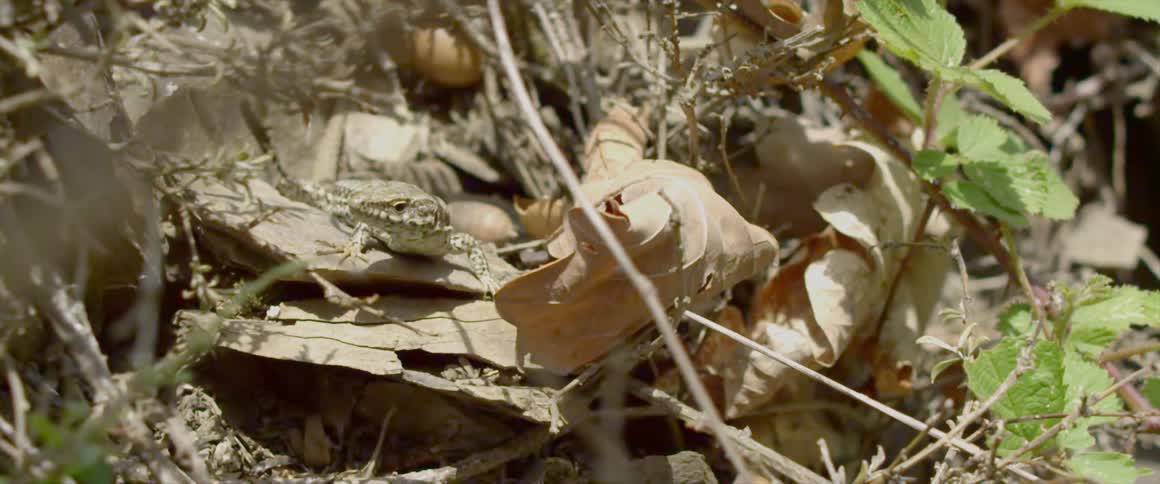 A close up view of a lizard