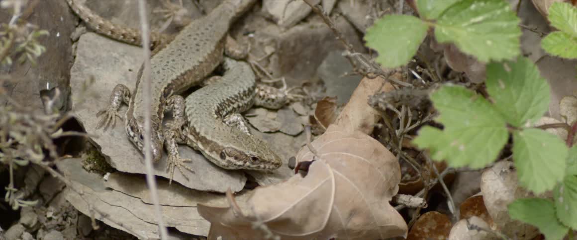 Reptiles are on the ground outdoors