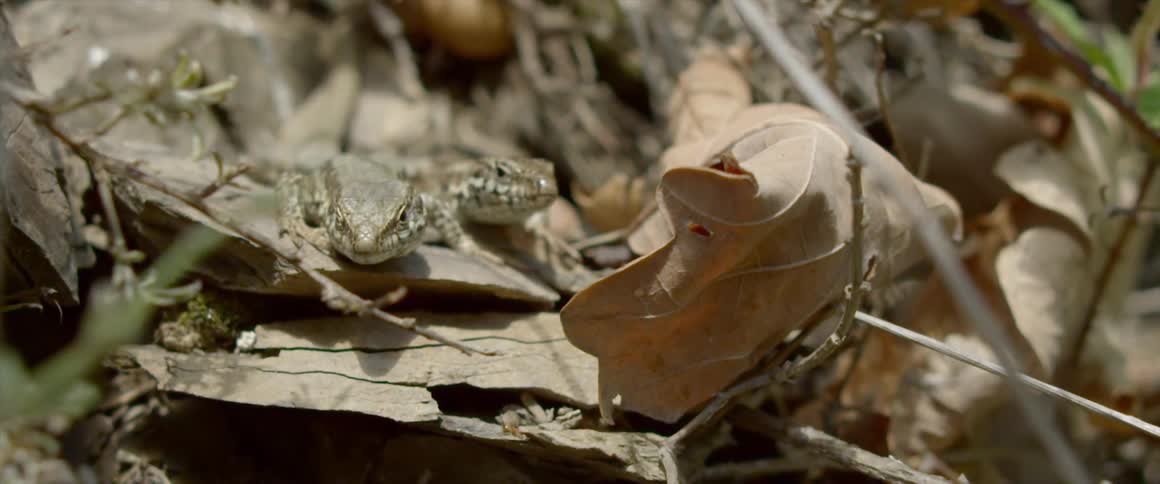 Two frogs nestle close to each other near dead leaves