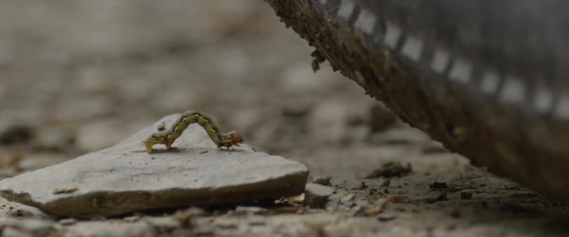 A small caterpillar stands still atop a piece of rock as a vehicle tire rolls very close by it