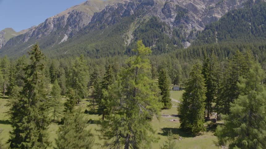 A woodland at the base of a mountain during the day